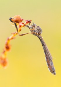 Leptogaster cylindrica by Claus Fisser