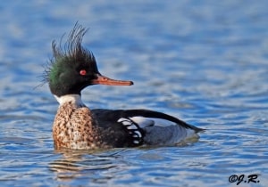 Red-breasted Merganser by Joachim Ruhstein
