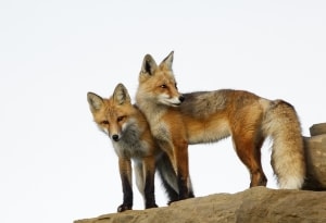 Red Fox by Walter Nussbaumer