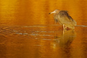 Reddish Egret at sunrise