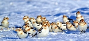 Snow Buntings