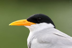 Portrait of River Tern Bird