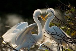 Great White Egrets