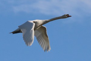Flying to the Sun!