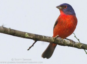 Painted Bunting