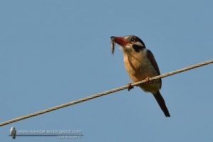 White-eared Puffbird