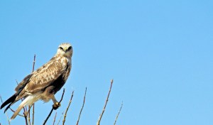 Rough Legged Hawk