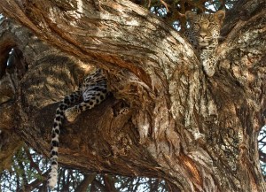 Resting Female Leopard