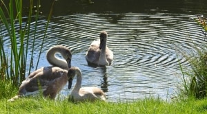Swan Cygnets - Peaceful Day Out