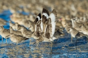 Stretching Willets