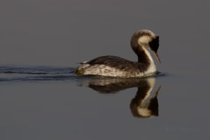 Grace and symmetry - Great Crested Grebe