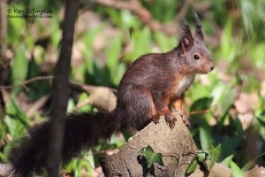 Bright-eyed and Bushy-tailed - Eurasian Red Squirrel