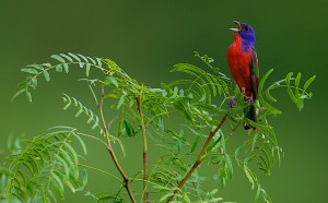 Last Song of Summer (Painted Bunting)