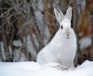 Snowshoe Hare