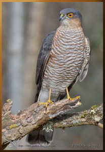 Male Sparrowhawk... VERY focused