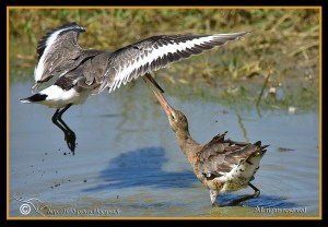 Bt Godwit Riot!