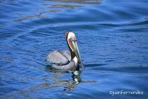 Brown Pelican