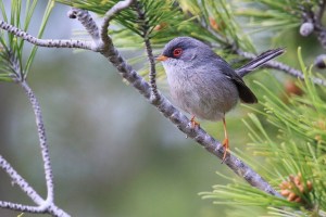 Balearic warbler (Sylvia balearica)