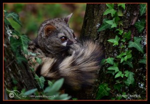 European Genet Waking up
