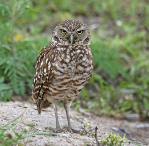Florida Burrowing Owl