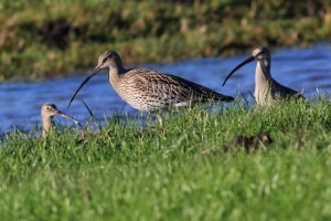 Eurasian Curlew Numenius Arquata