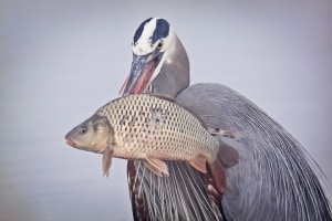Great Blue Heron with Carp