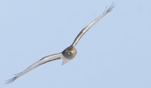 Hunting Male Harrier Cuts Hard Right