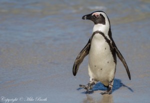African Penguin Spheniscus Demersus (En)