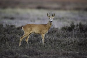 Roe Deer
