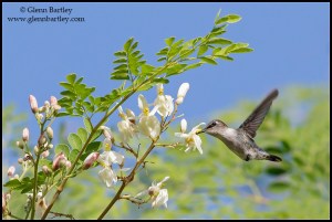 Bee Hummingbird (Mellisuga helenae)