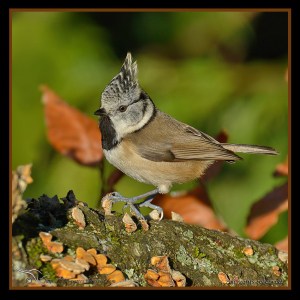 Crested Tit
