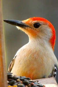 Red-Bellied Woodpecker