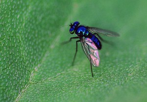 Cobalt Blue Fly extreme macro