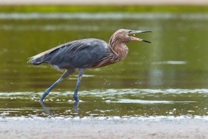 Reddish Egret Egretta Rufescens