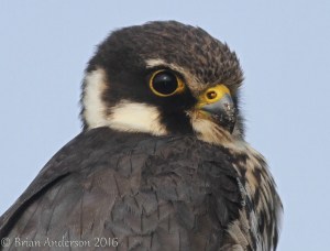 Falco Subbuteo - The European Hobby