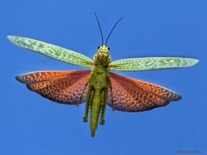 Yucatan Locust - in Flight