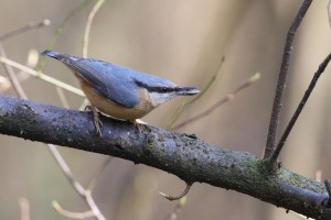 Eurasian Nuthatch Sitta europaea