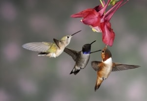 Hummingbird Trio
