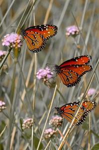 Queen Butterflies on Eupatorium