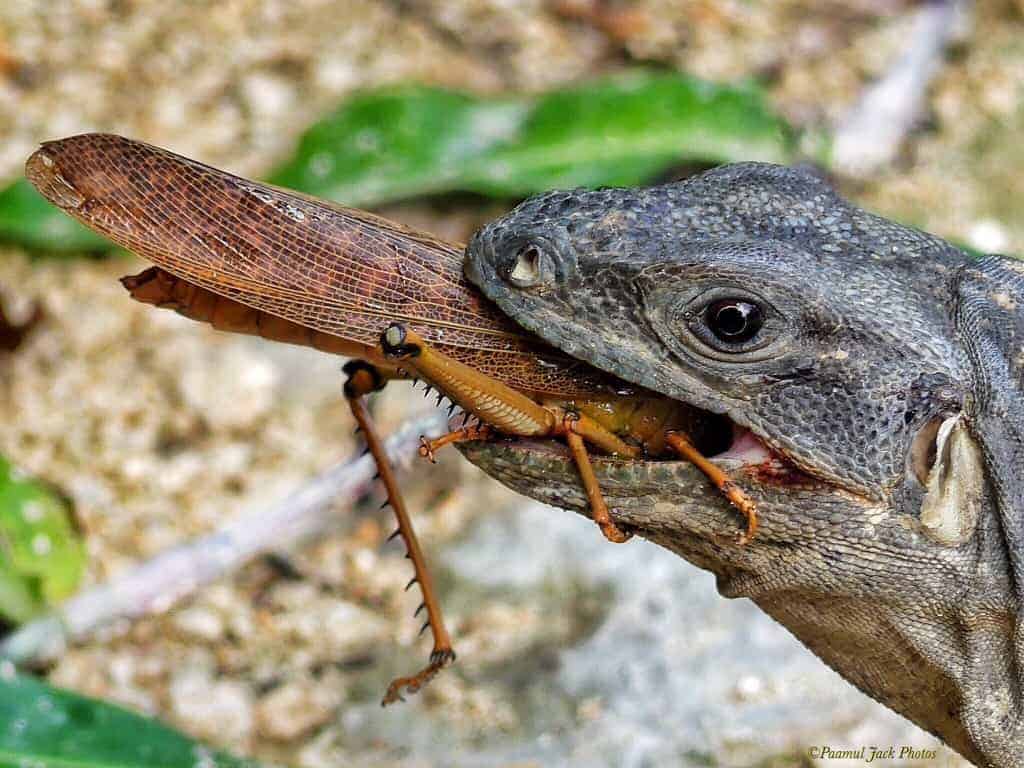 Food-chain’s Harsh Reality – Iguana & Locust