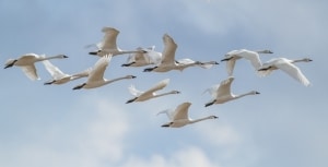 Tundra swan flight