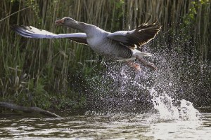 Greylag Goose starts to fly away...