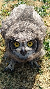 Angry Spotted Eagle Owlet