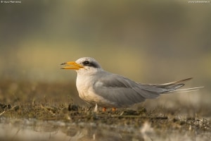River Tern | Sterna Aurantia