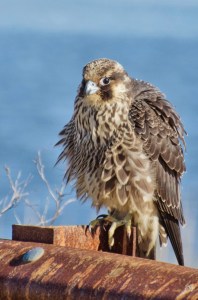 An immature peregrine falcon, Falco peregrinus