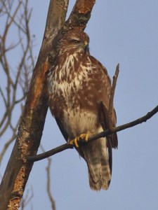On the Lookout! Common Buzzard (Buteo Buteo)