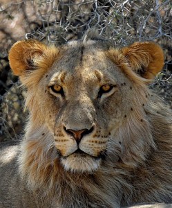 Kgadlagadi Lion