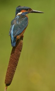 Resting Kingfisher