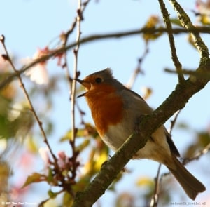 Robin Singing High in a Tree