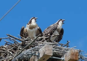 Nesting Osprey